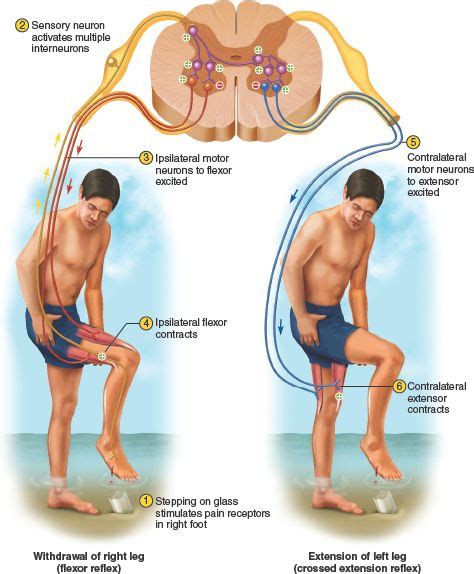 Flexor Withdrawal Reflex Baby