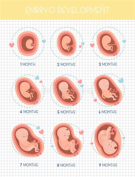 Fetal Development Month Stock Illustrations – 429 Fetal Development ...