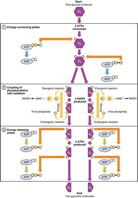 Physiology | It's a natural universe | Page 2