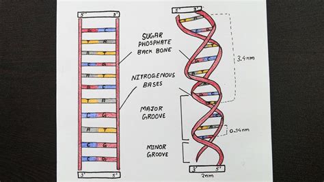 Dna Structure Labeled You don t need to be an artist