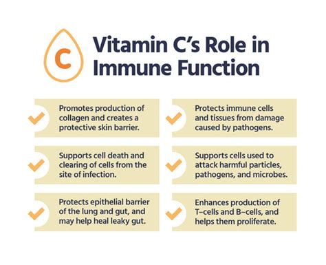 The Role Of Vitamin C In Immunity — Core Med Science