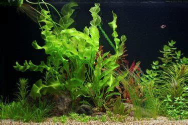 Aponogeton Ulvaceus Plant Care Guide: Carpet, Floating, Propagation ...