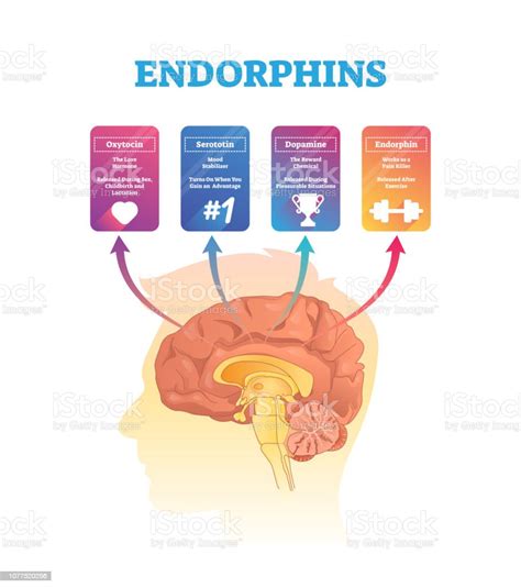 Endorphins Vector Illustration Isolated Hormones Scheme With Human ...