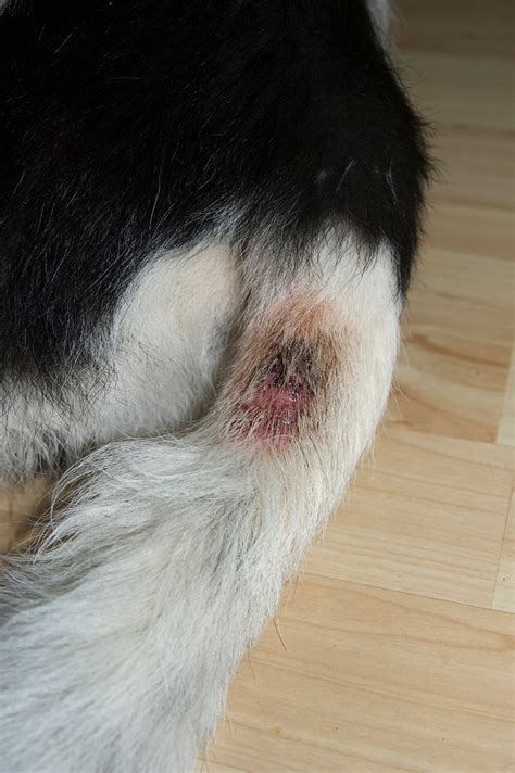 Dog Hot Spots And How To Treat Them - Doncaster Vet