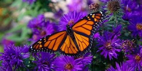 Monarch Butterflies | Indiana Dunes