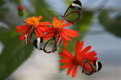 Papilio Butterfly | Gavin Young | Flickr