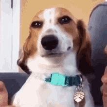 Dog Smiling Meme GIFs | Tenor