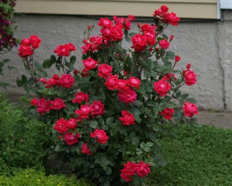 Lucy on Gardening: PRUNING KNOCKOUT, GROUNDCOVER & MINIATURE ROSE ...