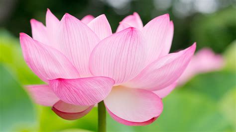 3840x2160px lotus screensavers backgrounds by Wyshawn Kingsman | Цветок ...