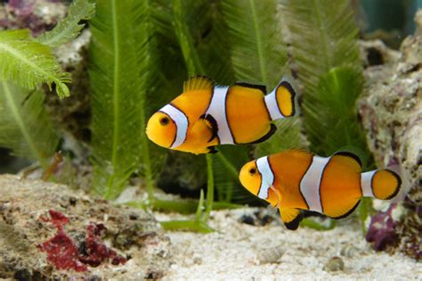 Can you handle a saltwater aquarium? – SheKnows