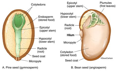 Gymnosperm Seed Diagram