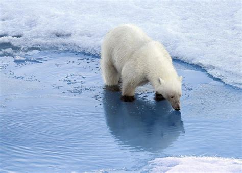 Discover the Pizzly Bear - A Hybrid Between Grizzlies and Polar Bears ...