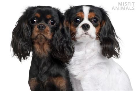 The 4 Main Cavalier King Charles Spaniel Colors Explained