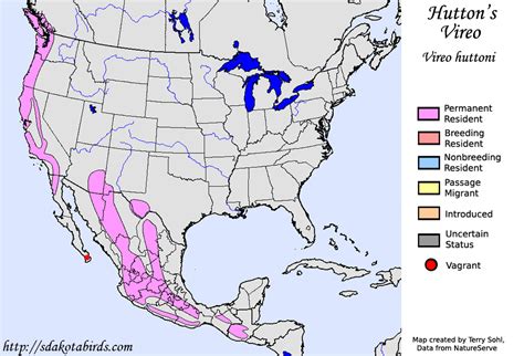 Hutton's Vireo - Species Range Map