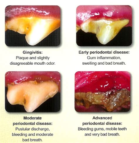 Pet dental health pet dentistry Pet oral disease Oral ATP | Wetaskiwin ...