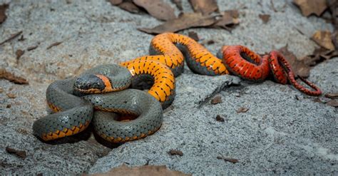 Are Ringneck Snakes Poisonous or Venomous? - A-Z Animals