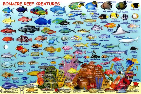 Compact Guide to Bonaire Reef Fish and Creatures | Bonaire, Exotic pets ...