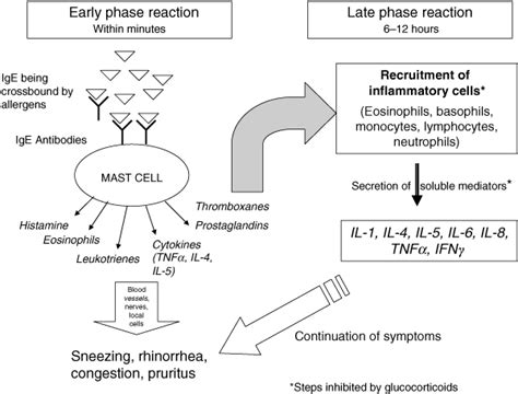 Mechanism Of Action Of Intranasal Corticosteroids Medications - IMAGESEE