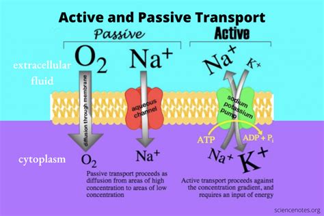 Active and Passive Transport - Overview and Differences