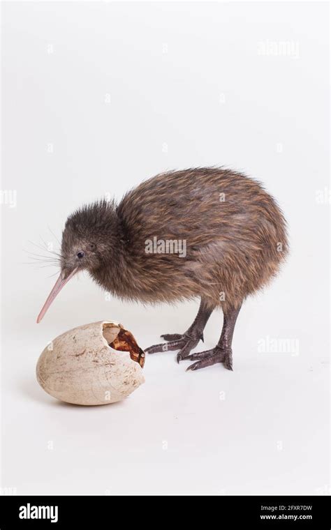 Kiwi Bird Skeleton