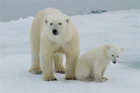 Mission Blue Launches First Arctic Expedition to the Svalbard ...