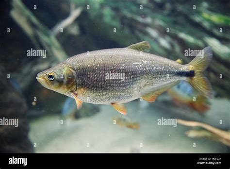 Piraputanga fish, Amazon, South America Stock Photo: 120594962 - Alamy