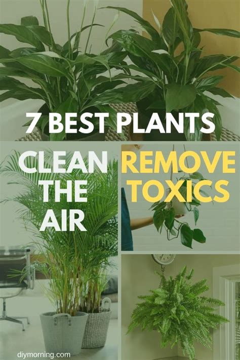 7 Best Indoor Plants that Clean the Air and Remove Toxins (NASA Study)