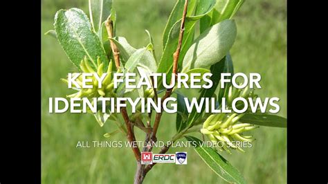 Key Features for Identifying Willows - YouTube