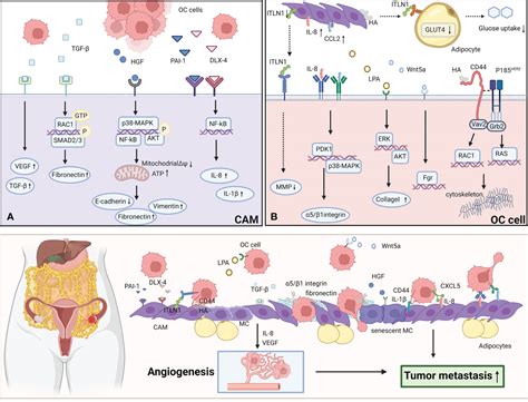 Frontiers | The role of cancer-associated mesothelial cells in the ...