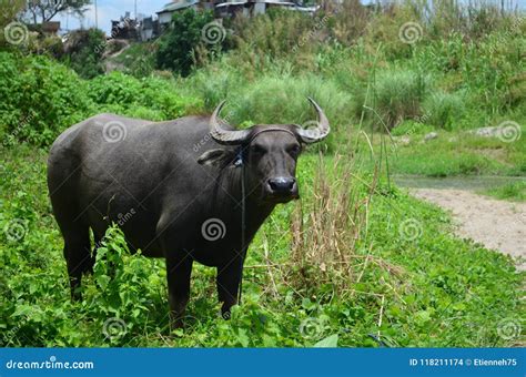 Carabao Or Water Buffalo Stock Photography | CartoonDealer.com #98808758