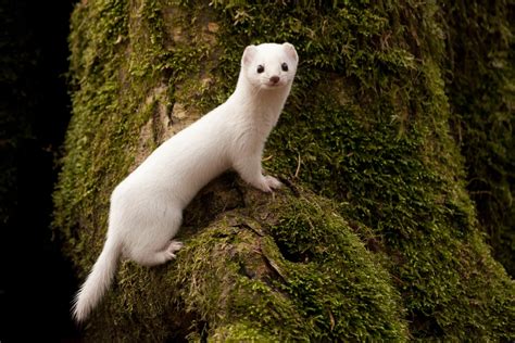 White weasels are easy prey as climate change shrinks snow cover, study ...