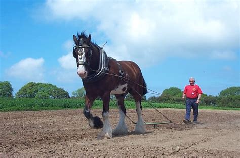 Dyfed Shire Horse Farm © Garth Newton cc-by-sa/2.0 :: Geograph Britain ...