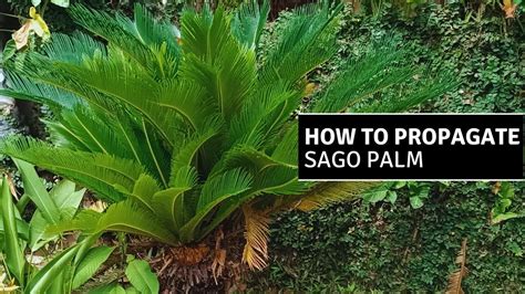 How to Grow Sago Palm from Seed | Palm Tree #plantito - YouTube