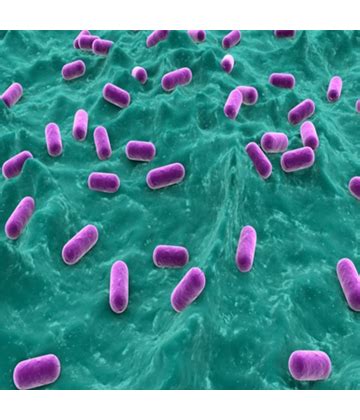 PEDIOCOCCUS ACIDILACTICI • MEN VI SINH - BIOPRO KHÁNH HOÀ