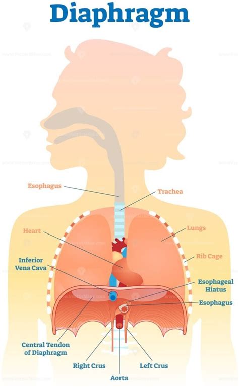 Diaphragm anatomical vector illustration diagram - VectorMine