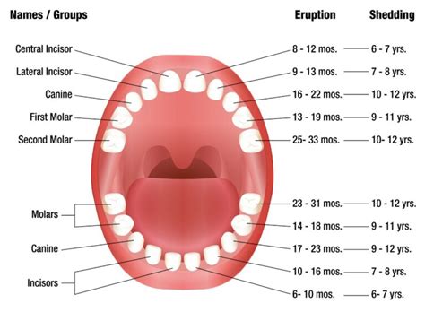 What to Know About Baby Teeth: A Guide for Families