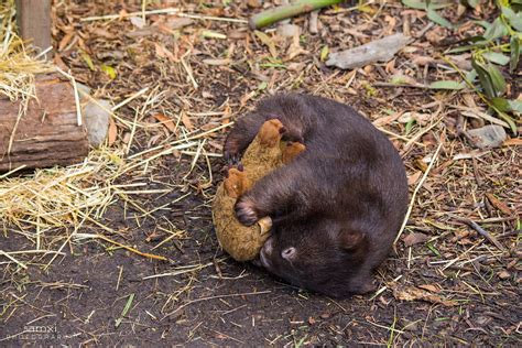 Wombat sleeping with a wombat | Sam Xi | Flickr