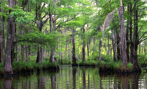 Bayou and New Orleans Swamp Tour Cruise Excursion