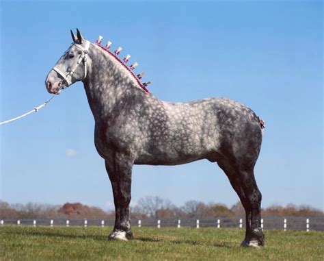 Percheron Draft Horse Info, Origin, History, Pictures