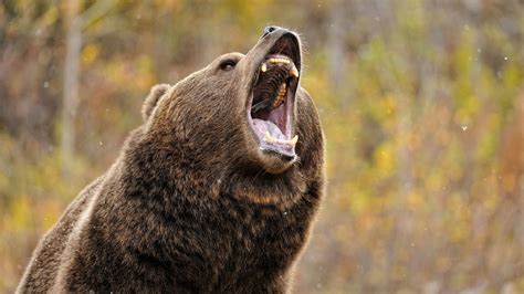 Petition Aiming to Stop Delisting of Yellowstone Grizzly Growing Huge ...