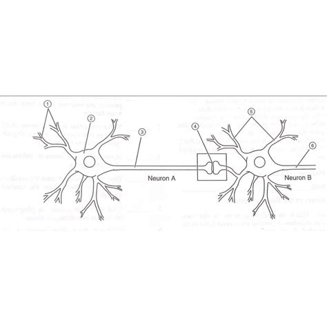 Two neurons and a synapse Diagram | Quizlet