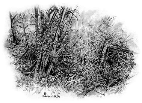 Brush Thicket Drawing by David M Pigg | Fine Art America