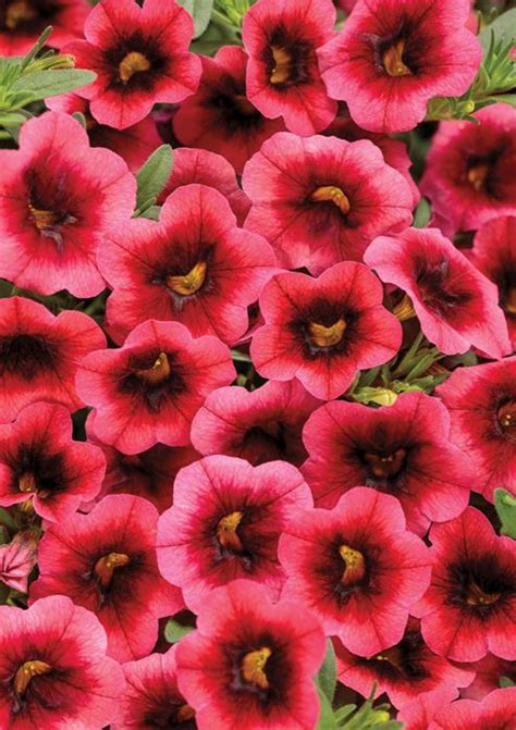 Calibrachoa, Million Bells - Our Plants - Kaw Valley Greenhouses