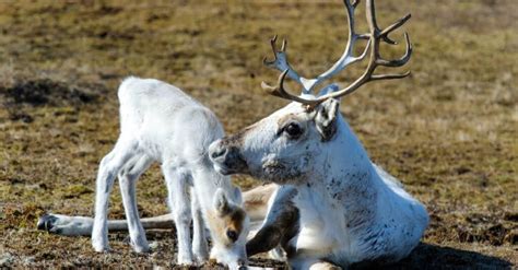 Unveiling the Mystery: Why Both Male and Female Reindeer Grow Antlers ...