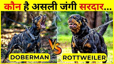 Doberman Vs Rottweiler Attack