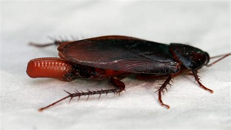 Scientists believe cockroach milk could be one of the most nutritious ...