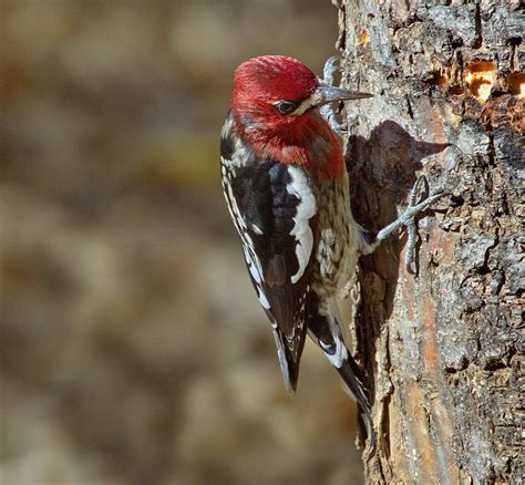 Red-breasted Sapsucker | San Diego Bird Spot