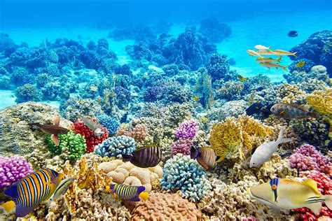 Why are Coral Reefs Important? - The Knowledge Library