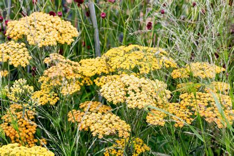 How to Grow Achilleas - gardenersworld.com - BBC Gardeners World Magazine