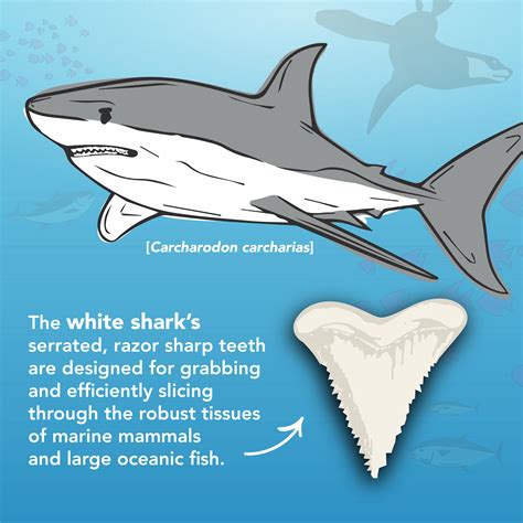 SHARK TEETH IDENTIFICATION